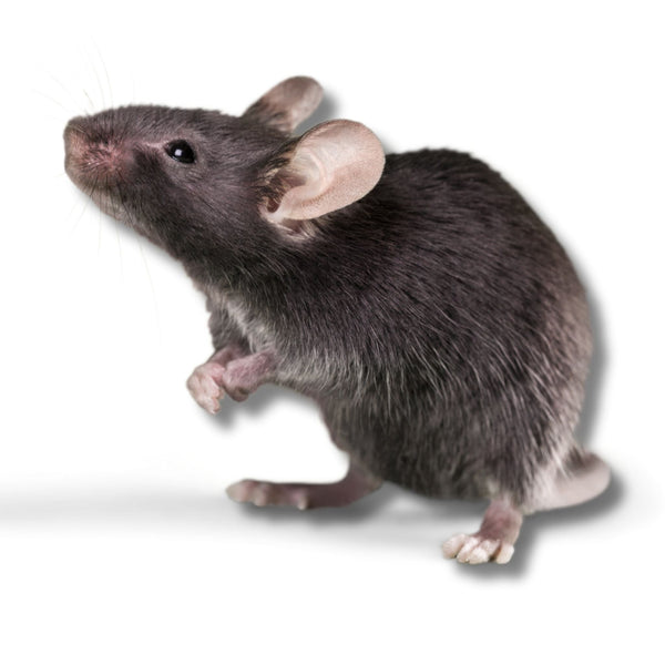 Rat Control Products | Buy Online – PestBuddy
