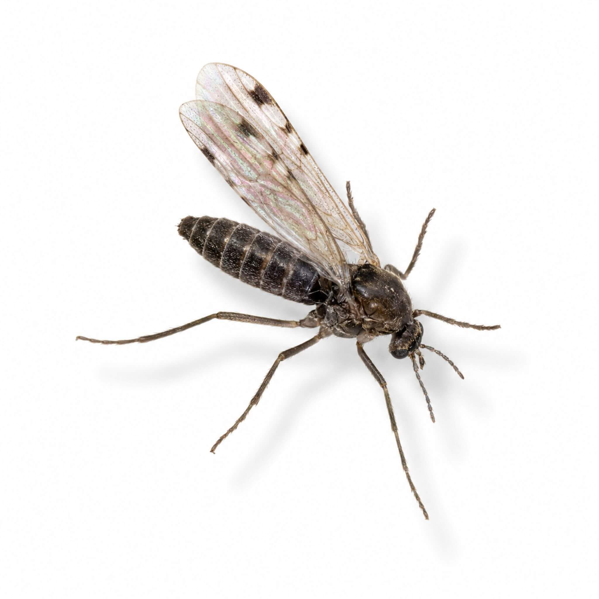 Midge