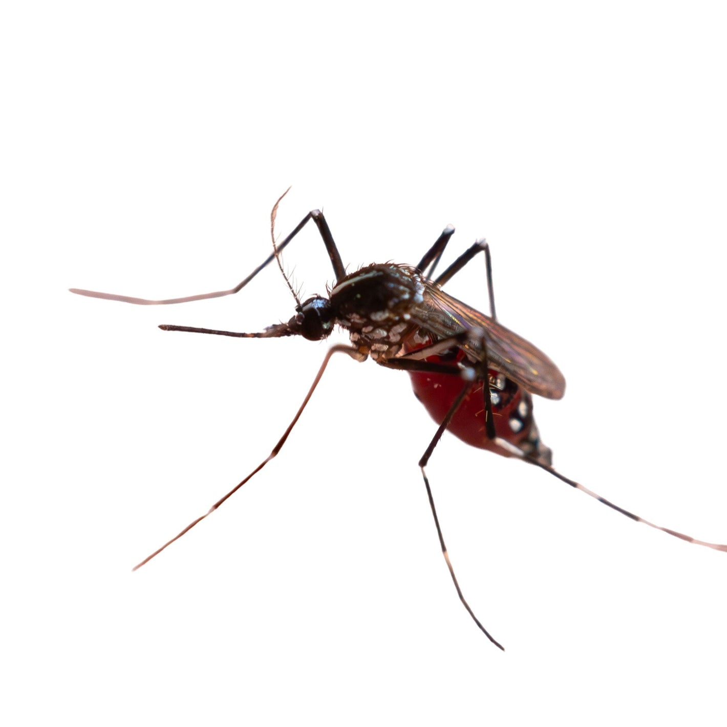 Mosquito