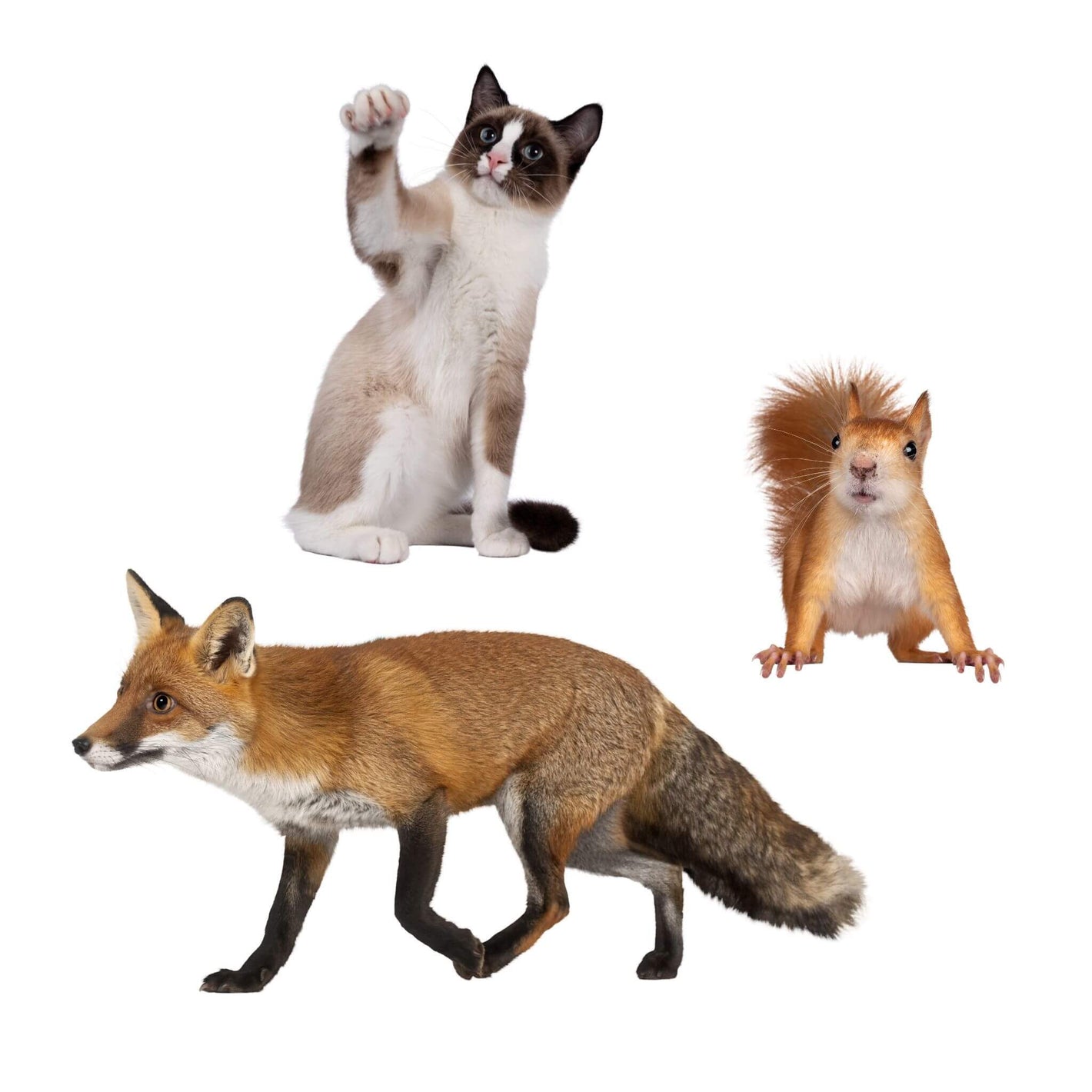 Other Mammals Control Products