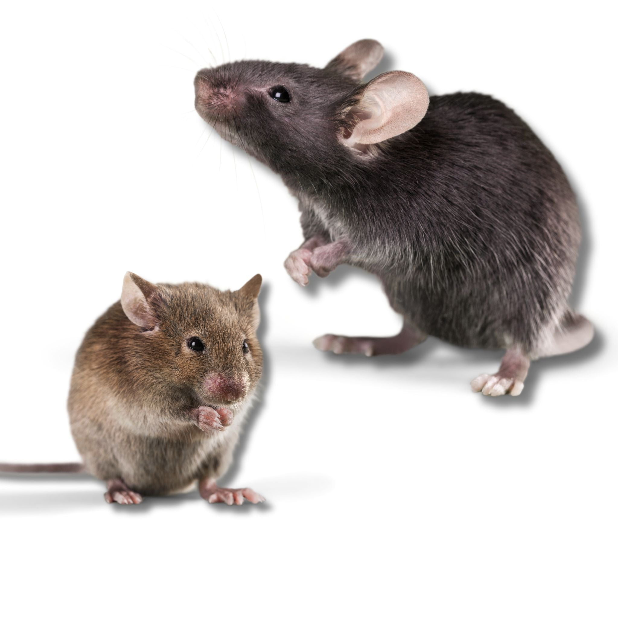Rodent Control Products Collection