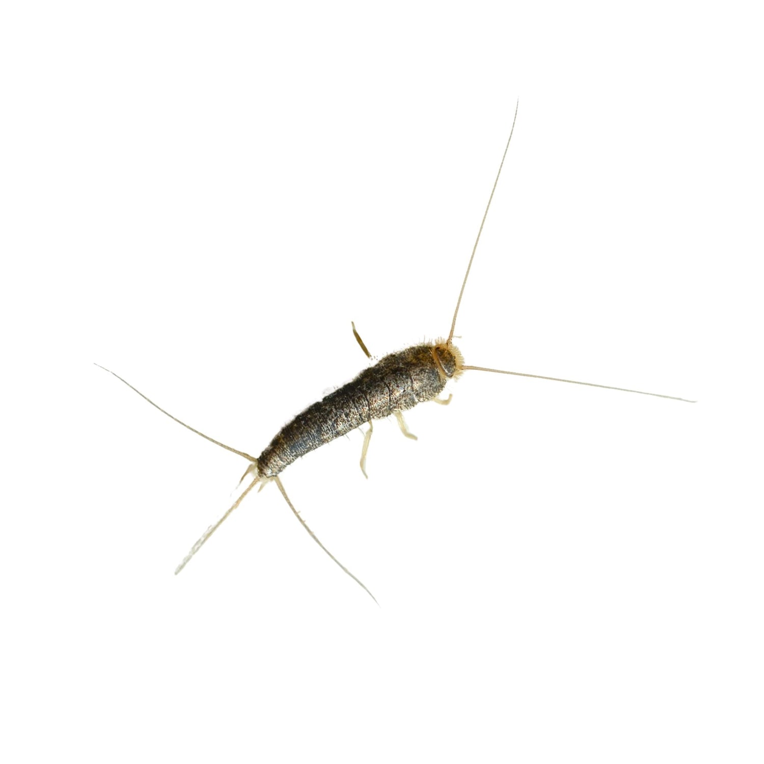 Silverfish