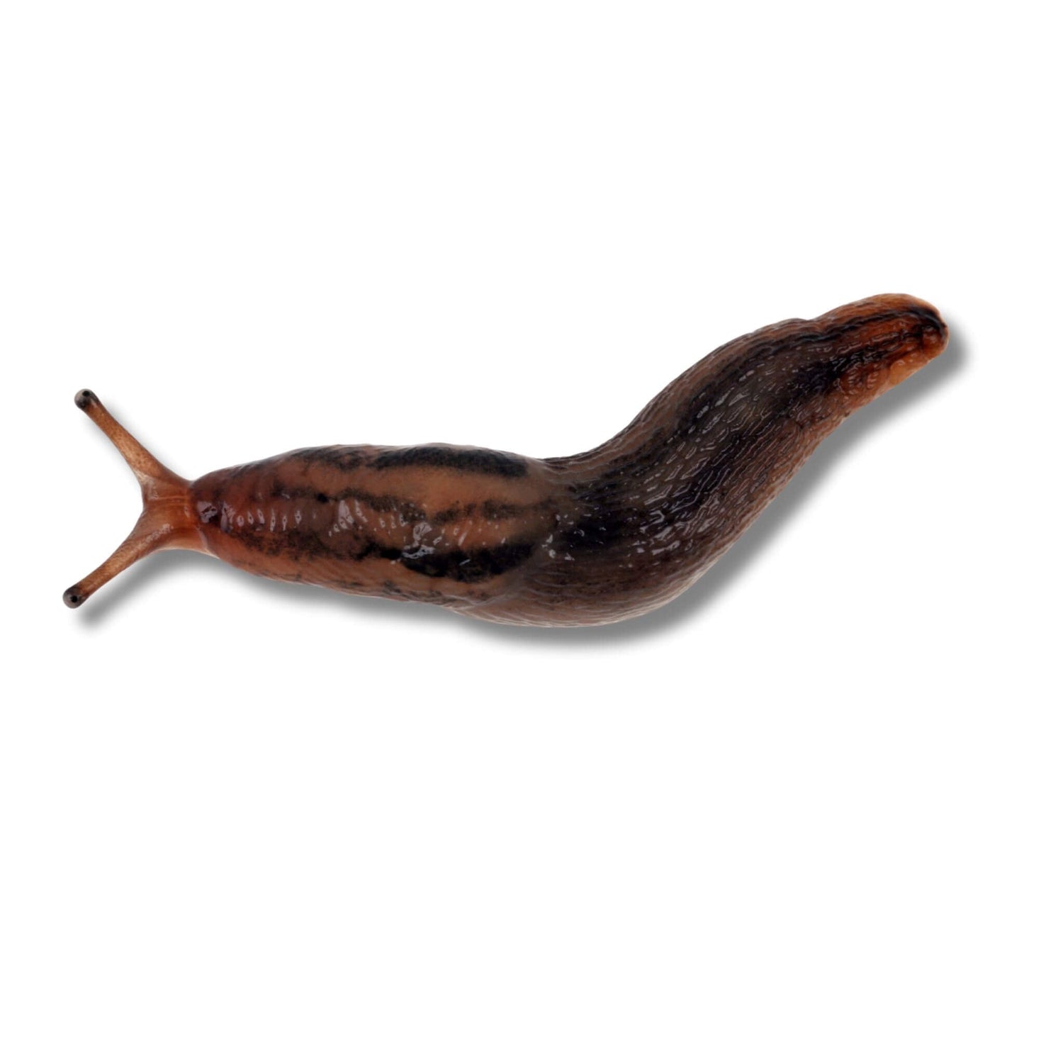 Slug