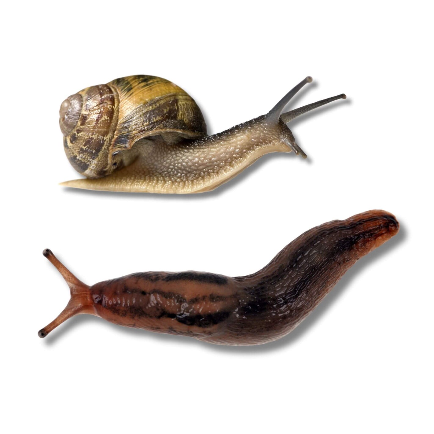 Slug and Snail Control Collection
