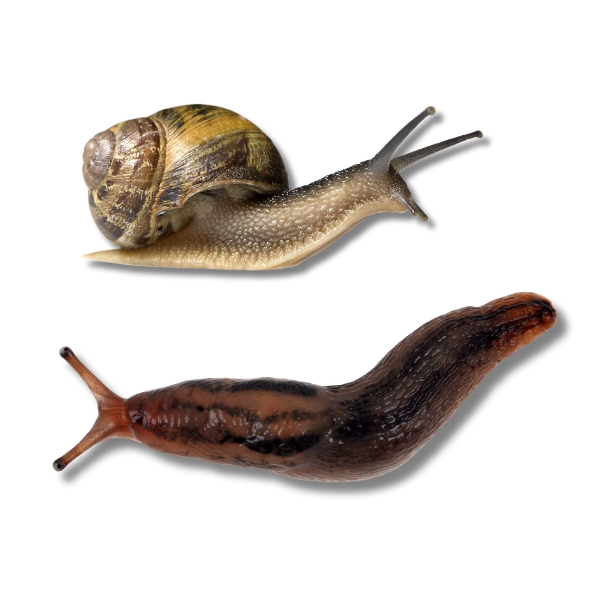 Slug and Snail Control Collection