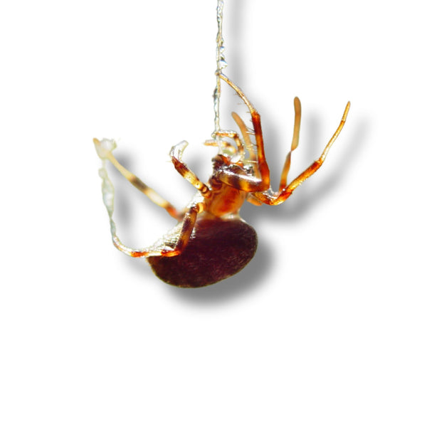 Expert Guide on How to Get Rid of Spiders Yourself – PestBuddy