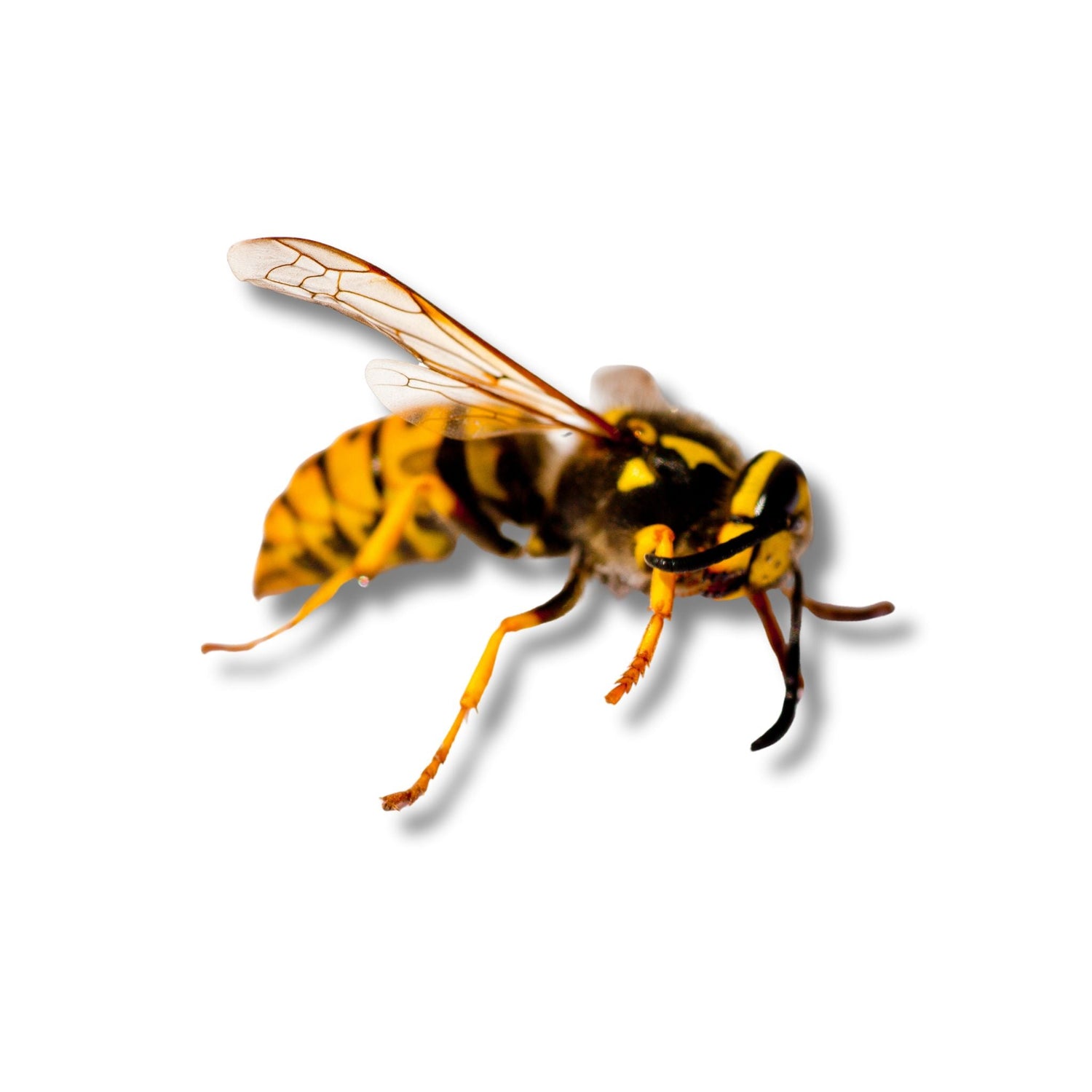 Wasp