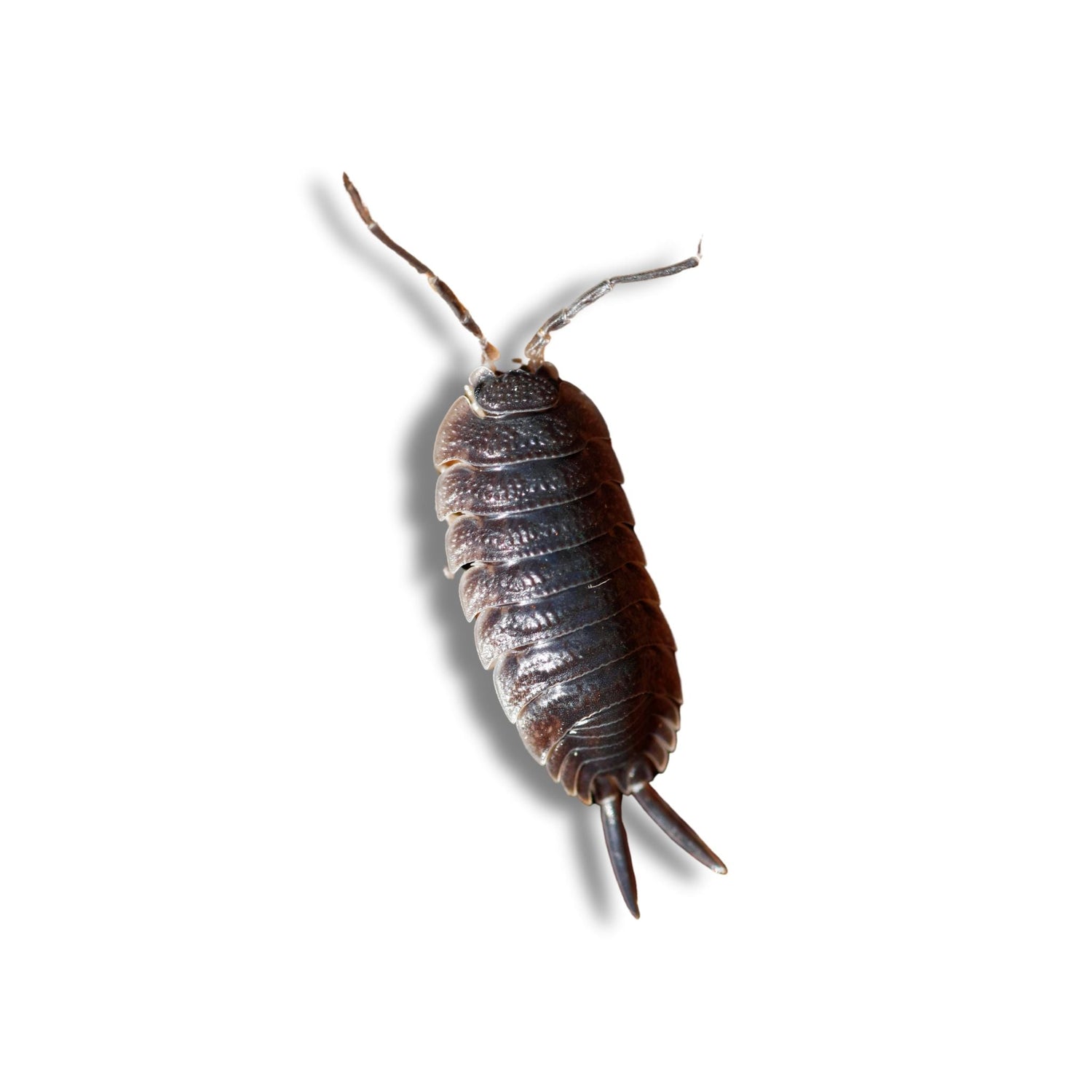 Woodlouse