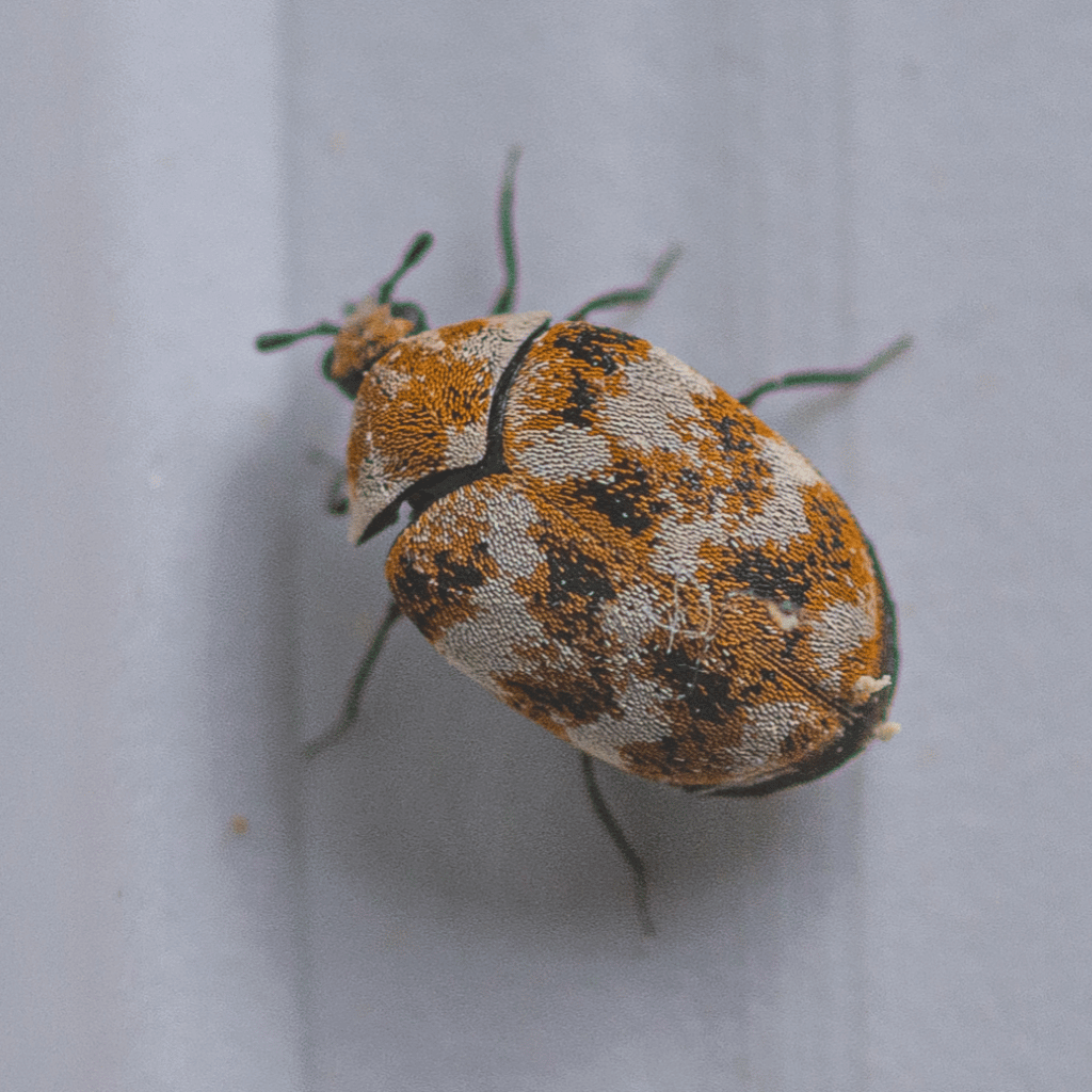 Adult carpet beetle on white fabric