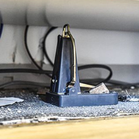 Black Cat Nano Rat Trap In Kitchen