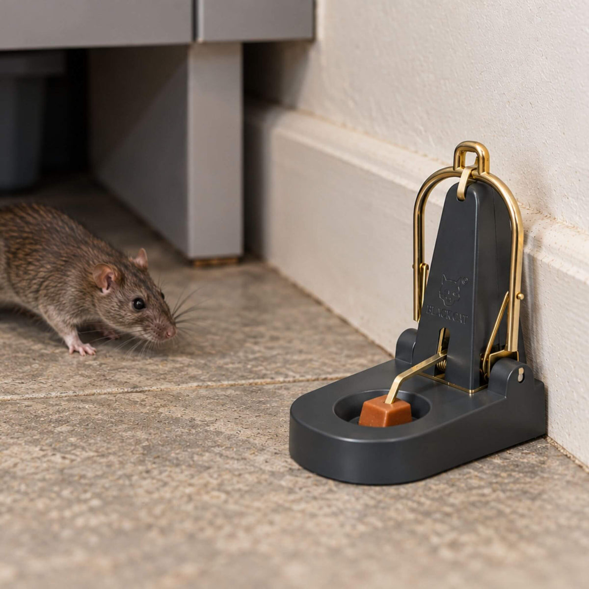 Cautious Rat Approaches Baited Snap Trap