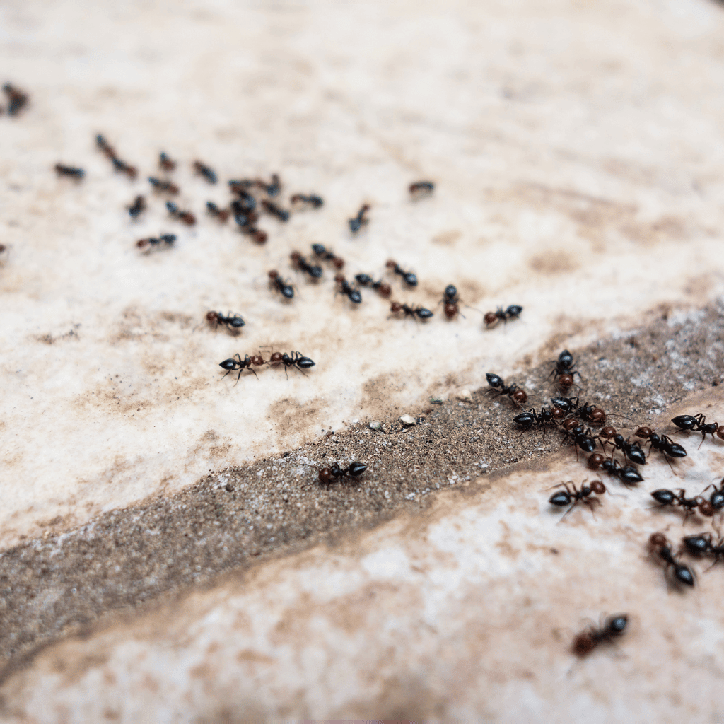 Colony of ants along path