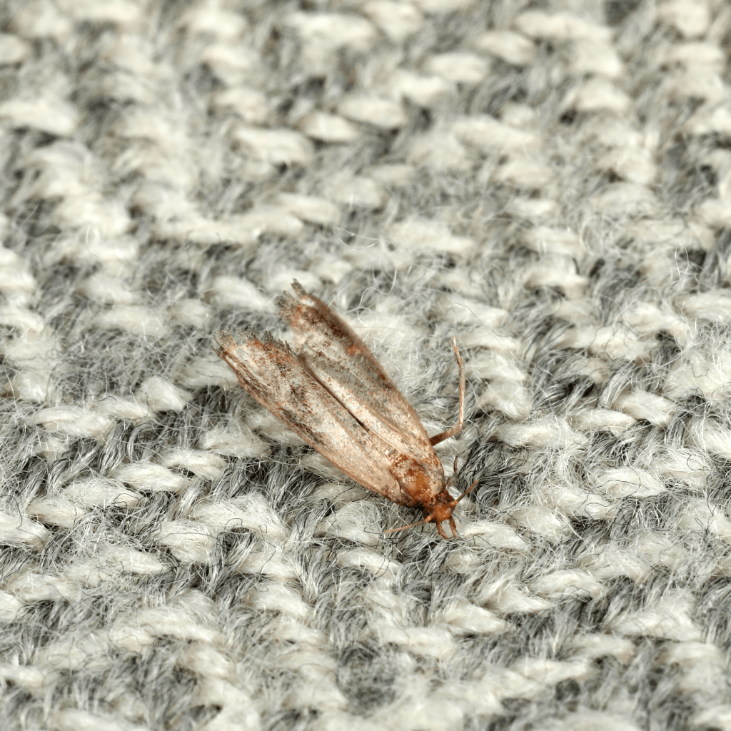Common Clothes Moth Tineola Bisselliella on fabric
