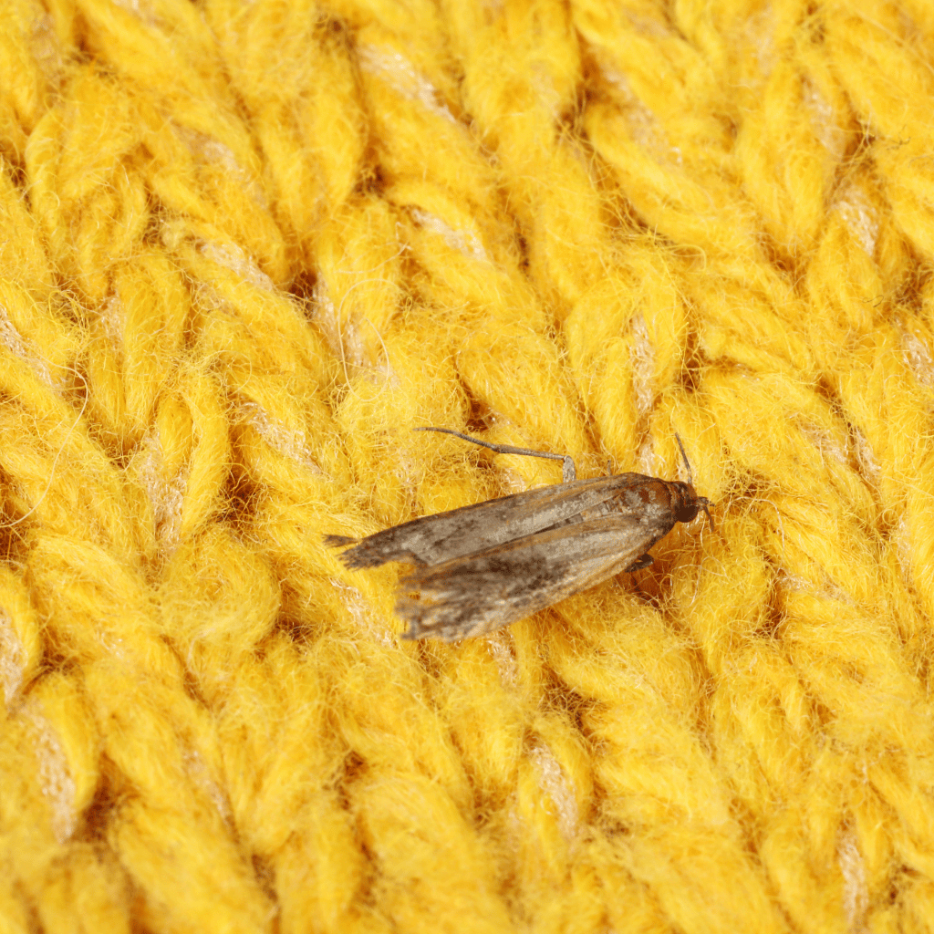 Common Clothes Moth Tineola Bisselliella on yellow fabric
