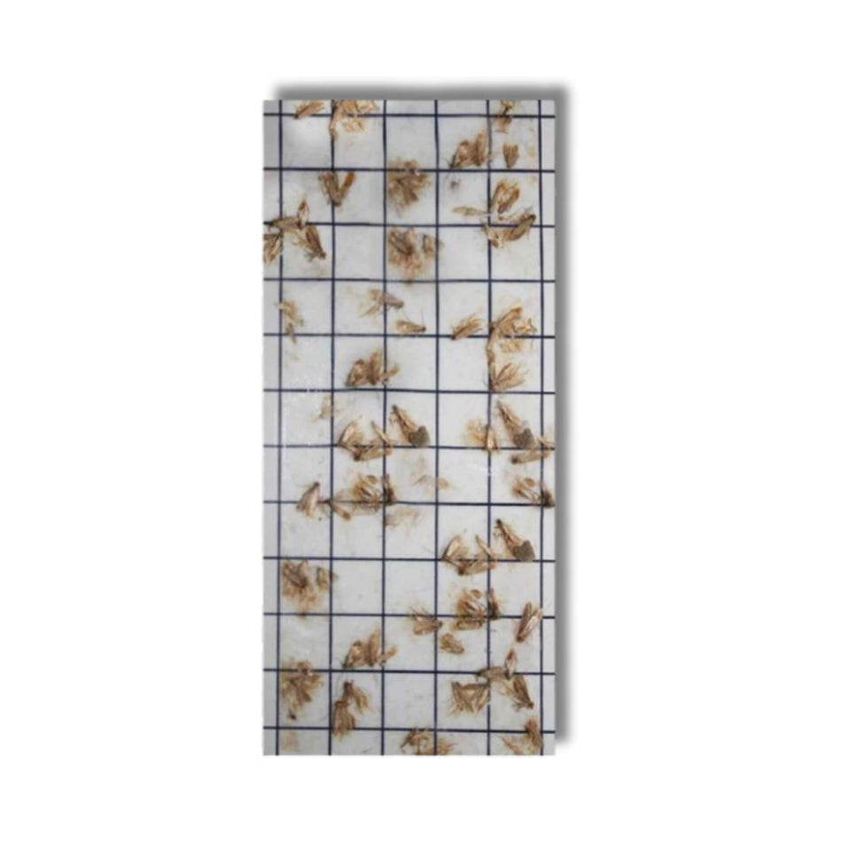 Eradisect Clothes Moth Pads (10 Pack)