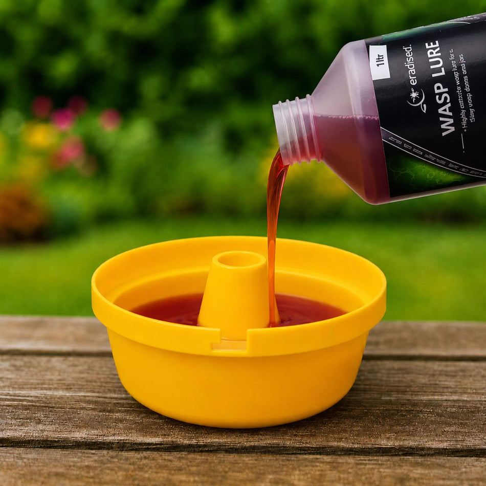 Pouring Eradisect Wasp Lure Into Trap