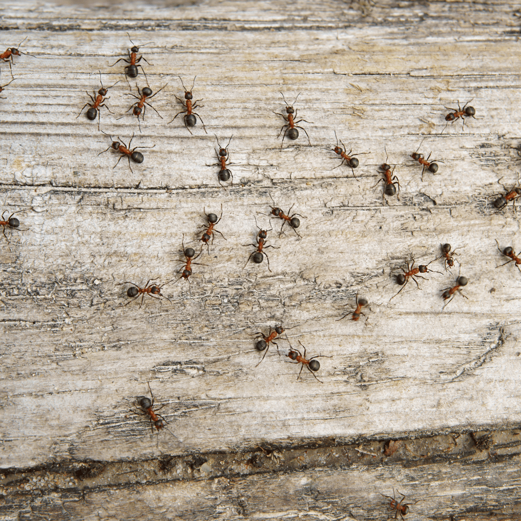 Formica ants aka wood ants
