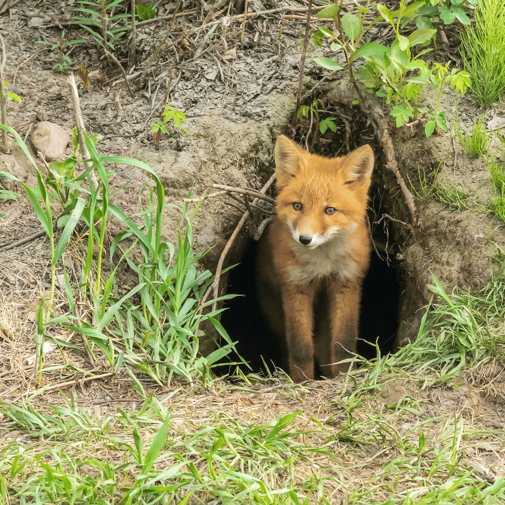 Fox den