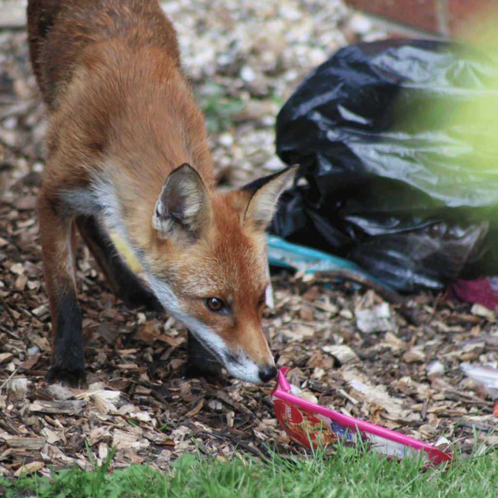 Fox going through rubbish