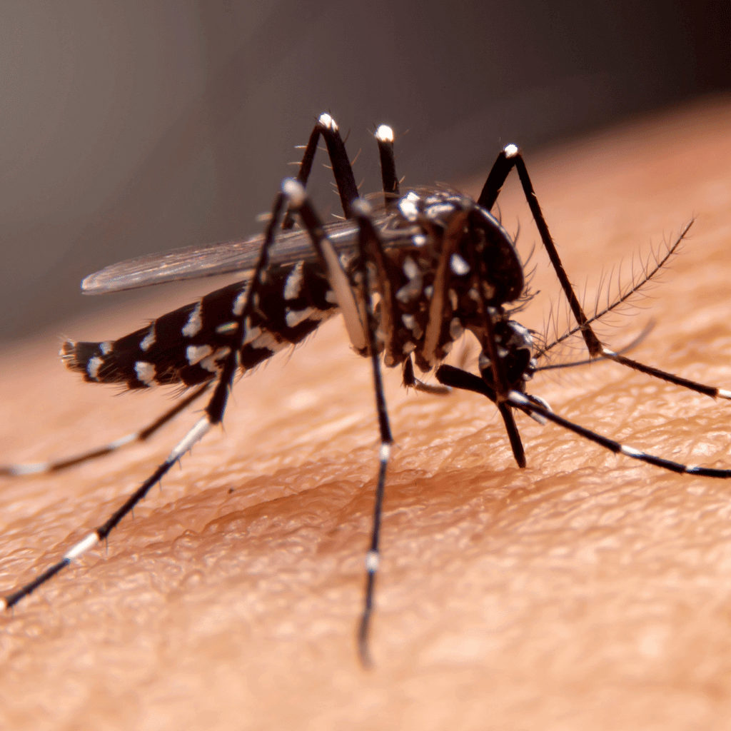 Mosquito on human skin