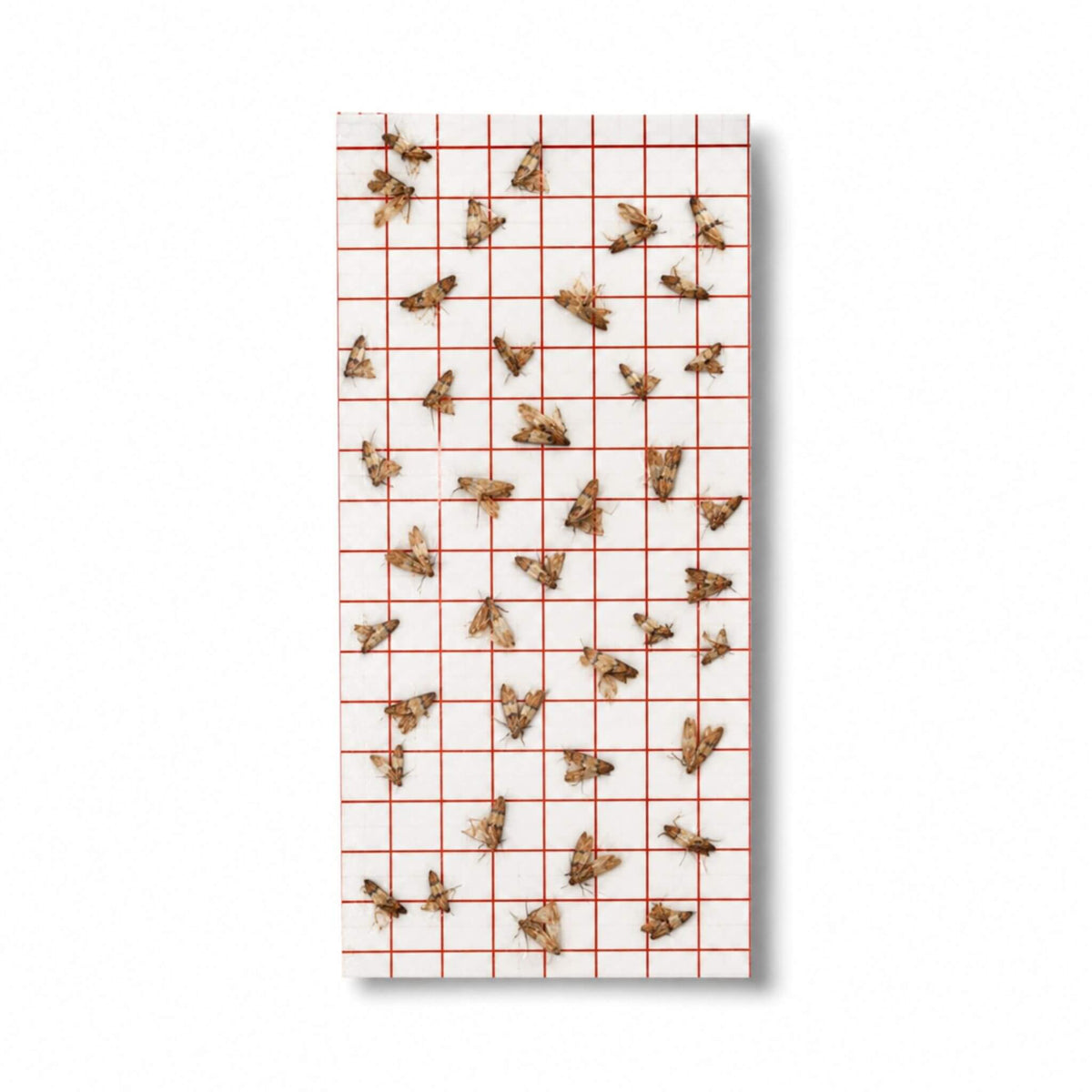 Pantry moth trap with caught moths