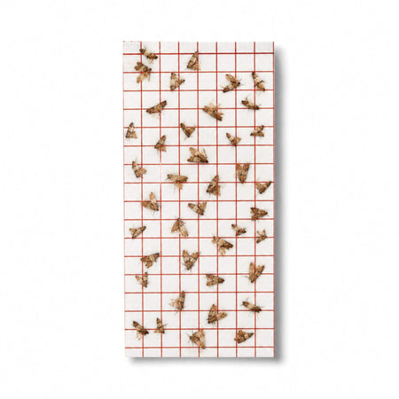 Pantry moth trap with caught moths
