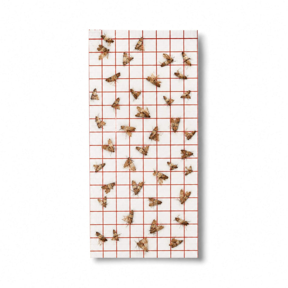 Pantry moth trap with caught moths