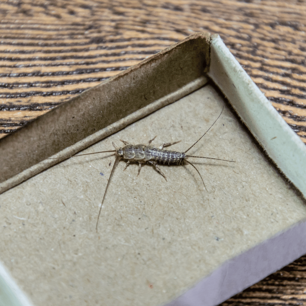 Silverfish with three distinct bristles