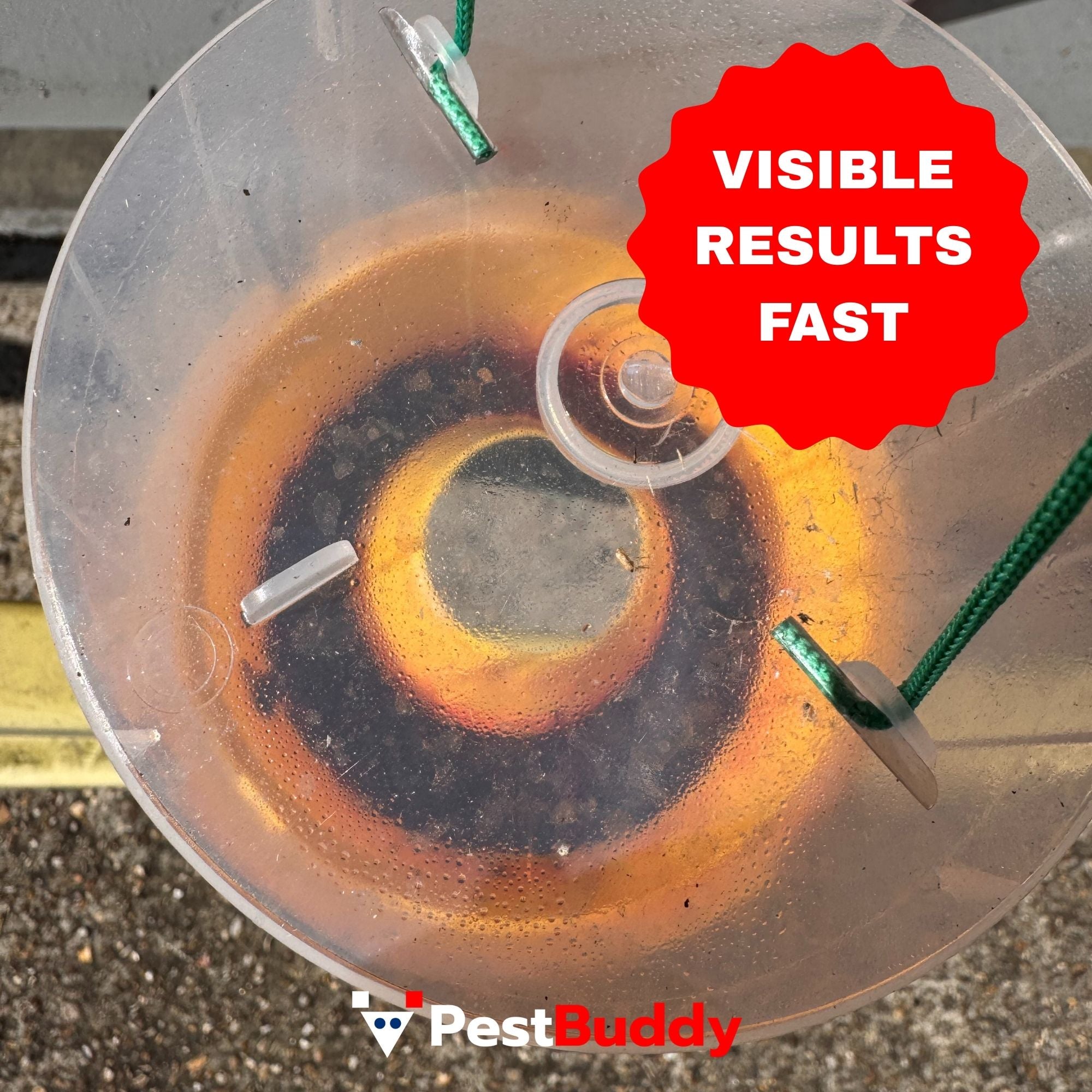 Wasp Trap Gives Visible Results Fast