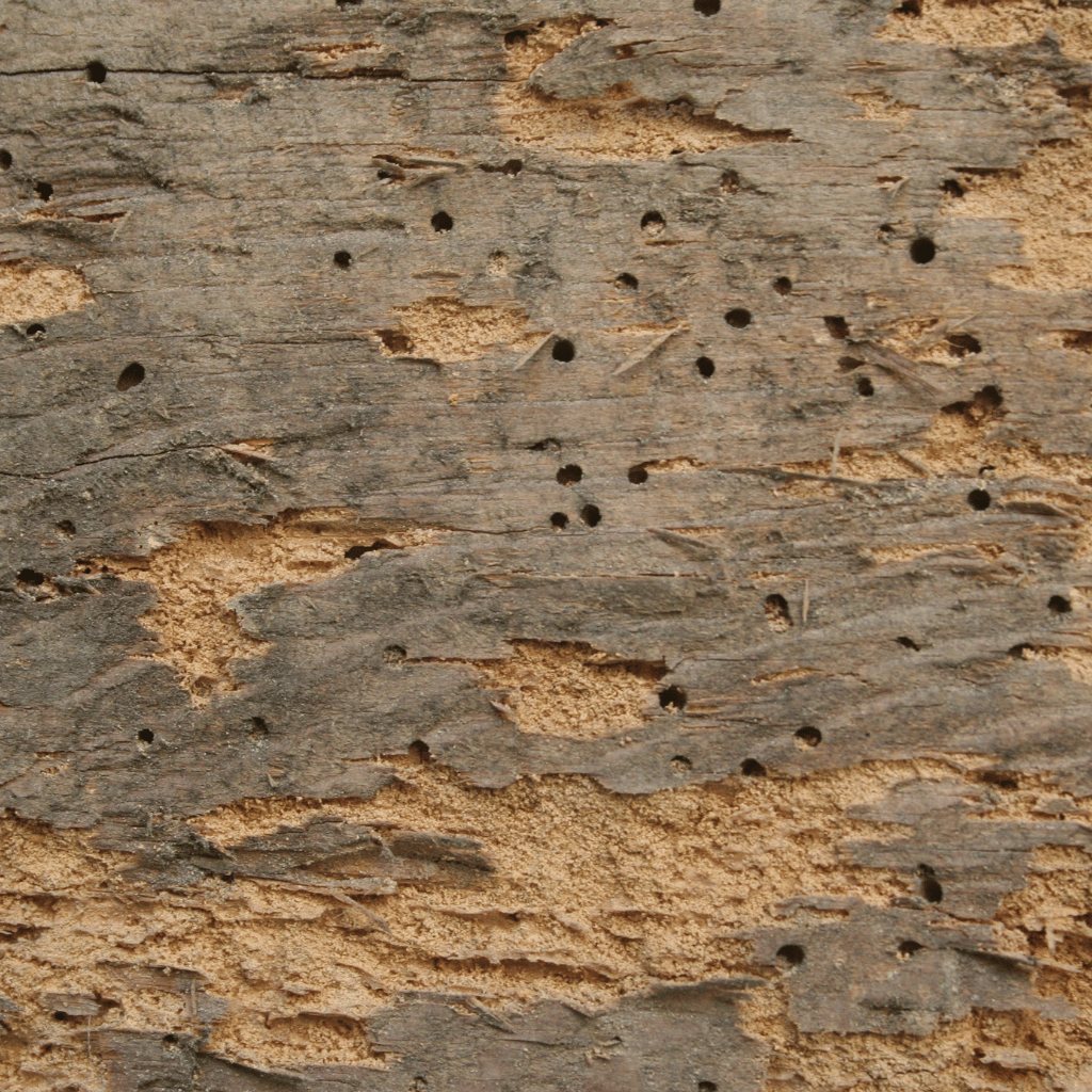 Woodworm Holes